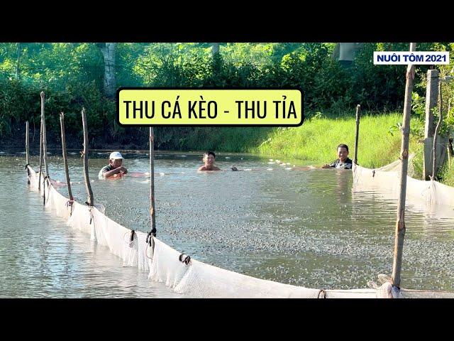 Nuôi Cá Kèo: Phần 3 - Thua tỉa cá kèo lần 1