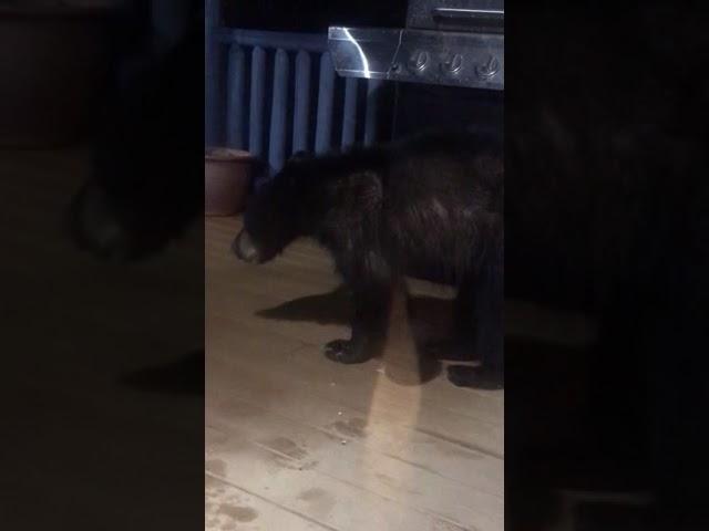 Baby bear stealing bagels