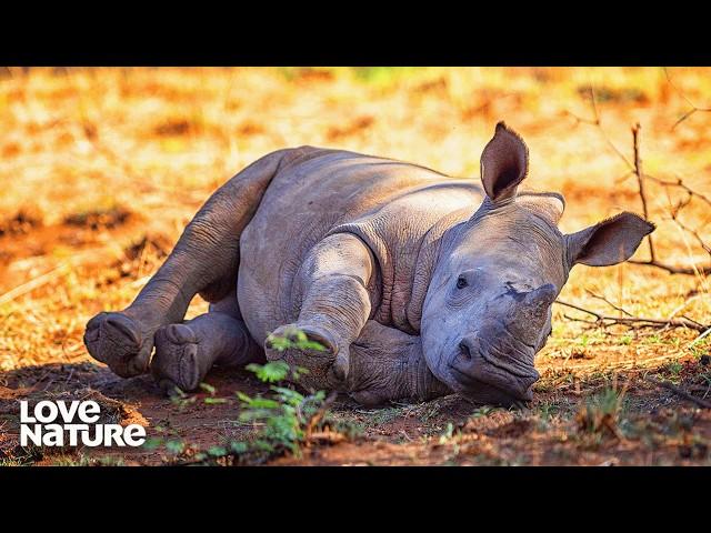 Kenyan Ranger Bonds With Newly Orphaned Rhino | Ol Pejeta Diaries 109+110