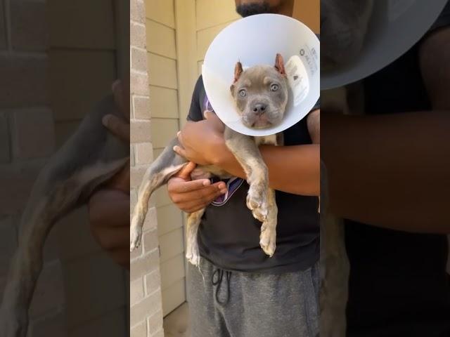 Clipz homecoming video dropping today @herosekennels
