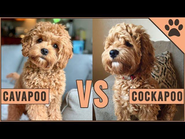 Cavapoo vs Cockapoo - Compare Two Poodle Mix Breeds