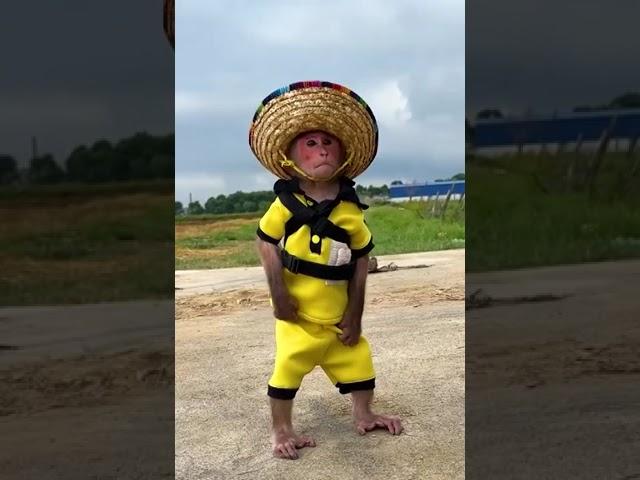 BIbi and the journey to find Dad #monkey #babymonkey #funny #cute #bibi #animals #monkeybaby #shorts