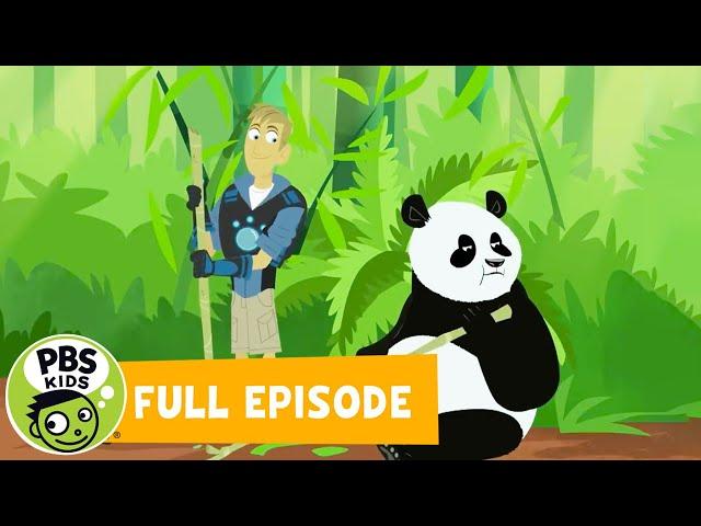 Wild Kratts FULL EPISODE |  Panda Power Up! | PBS KIDS