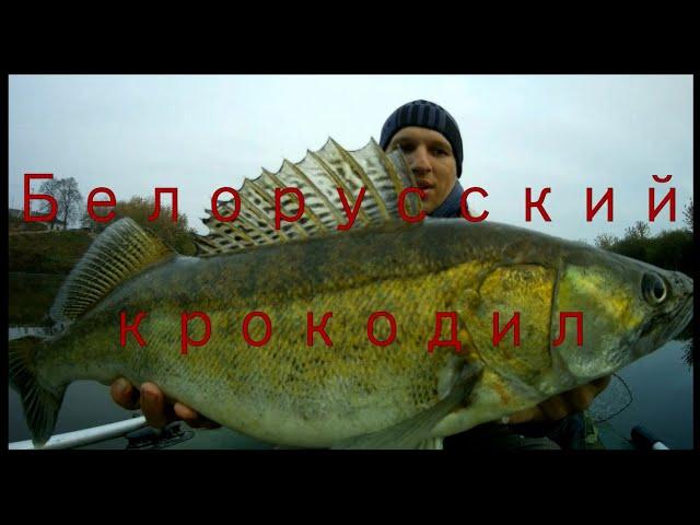 Обзор лучшей приманки для ловли СУДАКА в коряжнике/ #рыбалка #судак #джиг #монстр