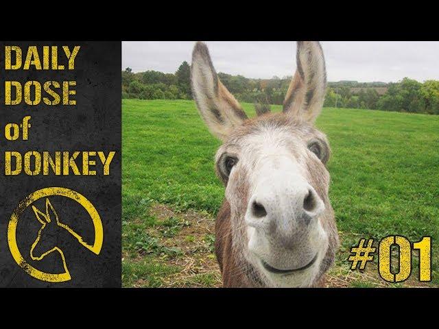 Daily Dose of Donkey #01 - What's All This Then?