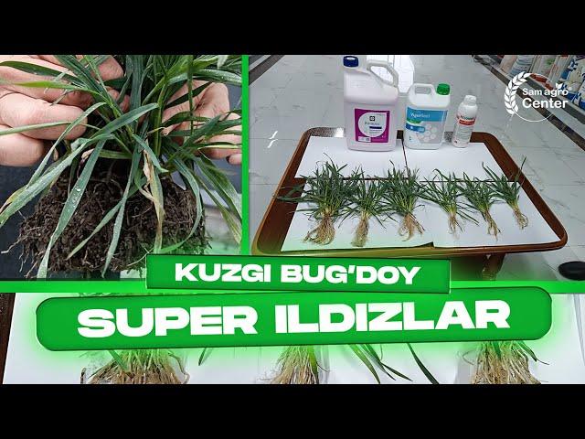 Kuzgi bug'doyda super ildiz  +998995414444  #agro #farm #corn