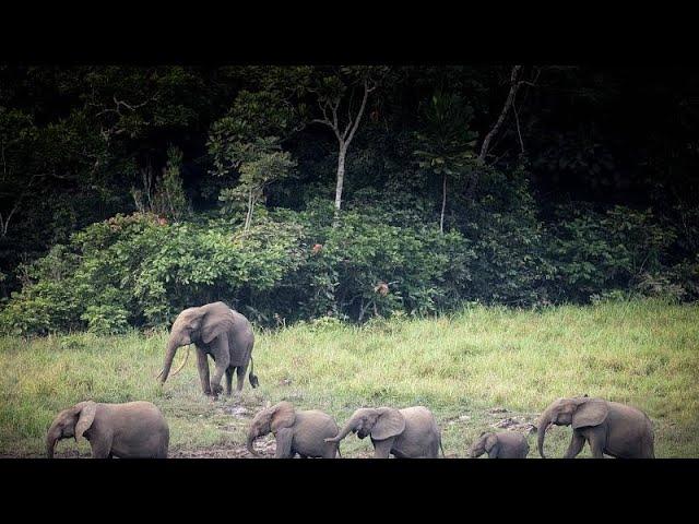 Why Africa's forest elephants thrive in Gabon