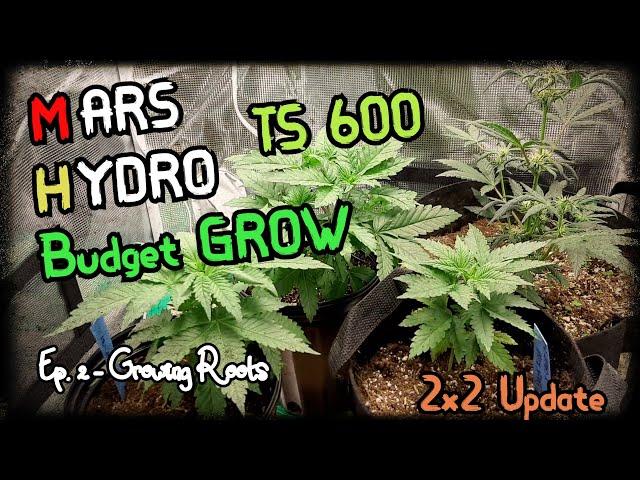 Mars Hydro 2x2 Grow tent + TS 600 Light || Budget Grow || 100W Grow Tent ||  #MarsHydroCup