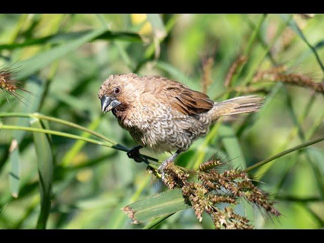 Scaly-breasted Munia (Lonchura punctulata) 4K