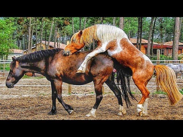 Exploring the World's Elite Stallion Horses – The Best Breeds for Horseback Riding!