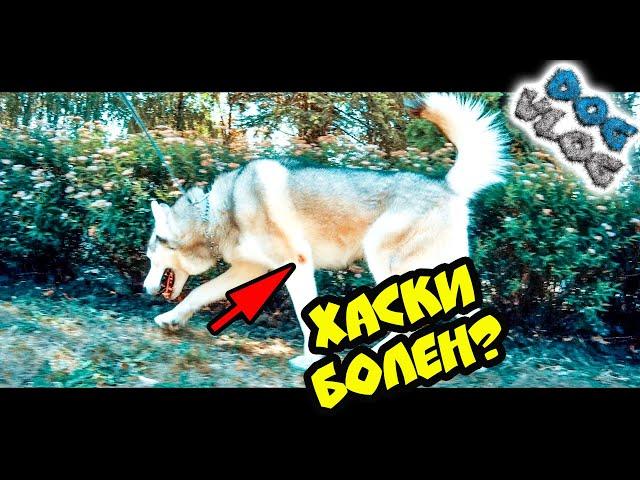 DOGVLOG: ЧТО С ЛАПАМИ? Говорящая собака.