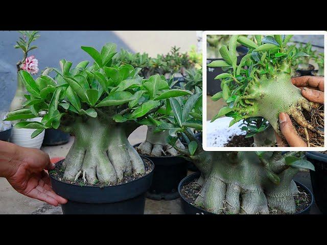 How to make your adenium plant have lots of branches. desert rose plant.