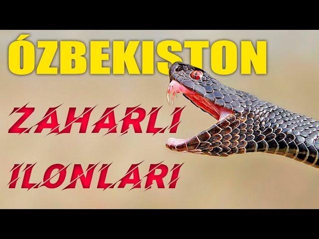 БУ 5 ХИЛ ИЛОНДАН УЗБЕКИСТОНДА ЭХТИЁТ БУЛИНГ / ЗАХАРЛИ ИЛОНЛАР ХАКИДА / QIZIQARLI DUNYO