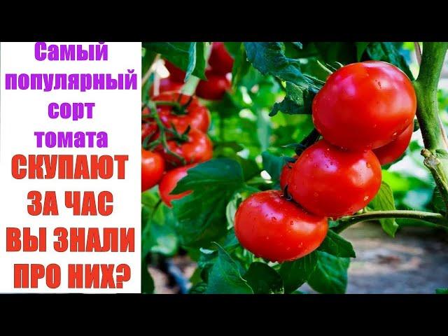 Эти растение просто взорвало соцсети! Самый популярный сорт томата