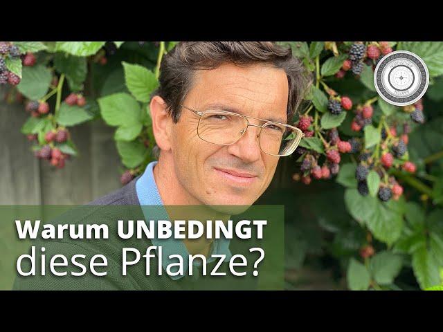 Die Brombeere - eine Wunderpflanze für  Insekten und Mensch/Wirkung, Pflege, Schnitt, Tipps