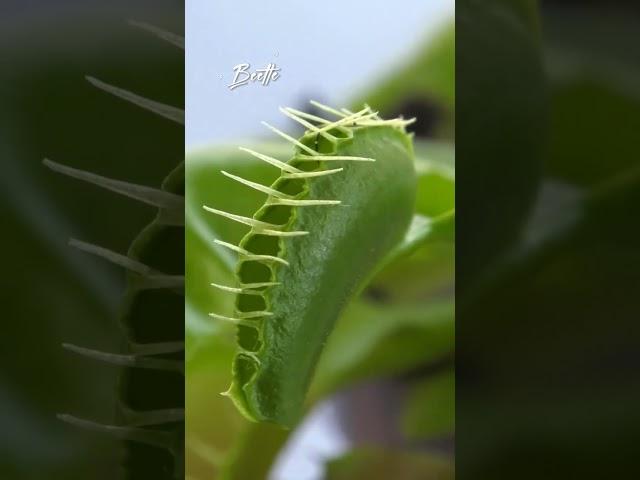 Beetle | Venus Fly Trap | Dionaea Muscipula | #insectkiller #flytrap #shortsfeed #shorts