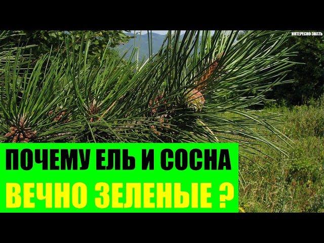 Почему сосна и ель вечно зеленые?