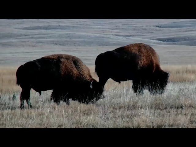 Two male bison grazing on the Bison Calving Plains - Grasslands National Park - explore.org