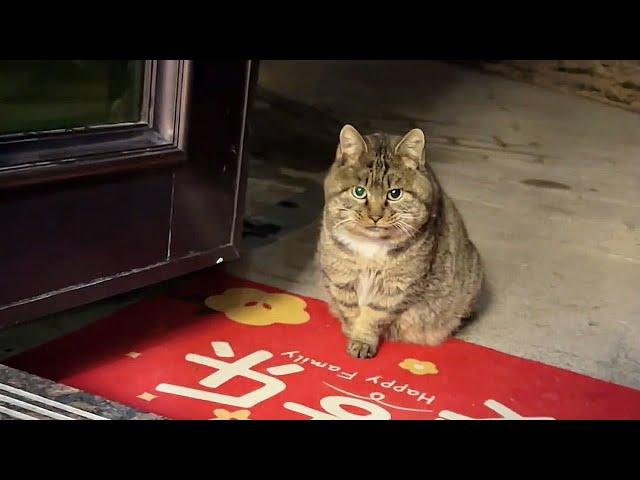 A big fat cat moved into the cat house in my yard