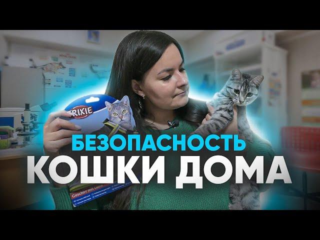 Безопасность вашей кошки в квартире, на улице и на даче! Ошибки владельцев кошек и котов