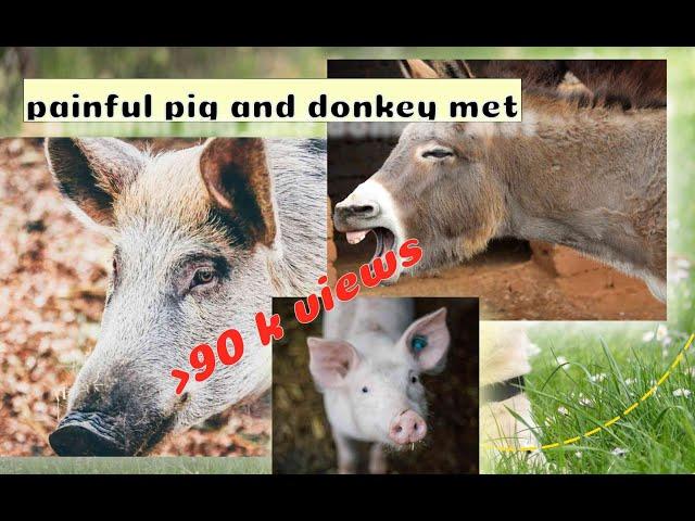 donkey mate a pig and a pig feels a pain