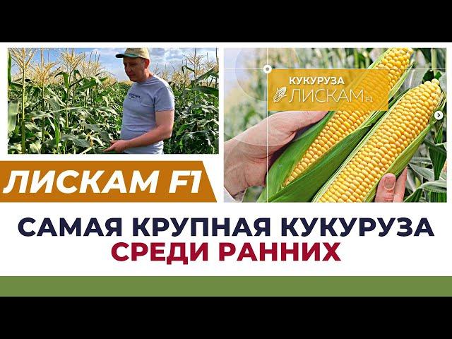 ОБЗОР КУКУРУЗЫ "ЛИСКАМ F1". #кукуруза #сладкаякукуруза #агробизнес #агроном #удобрения #полеводтв