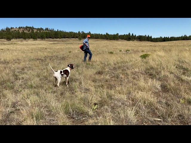 How to Correct the Point for Dog Training