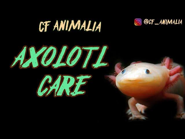 Axolotl Care for Beginners