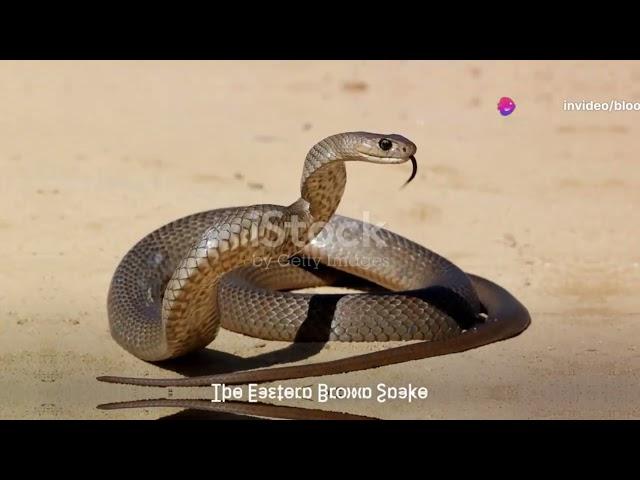 6 Most Venomous Snakes on the Planet: Prepare to Be Amazed! 