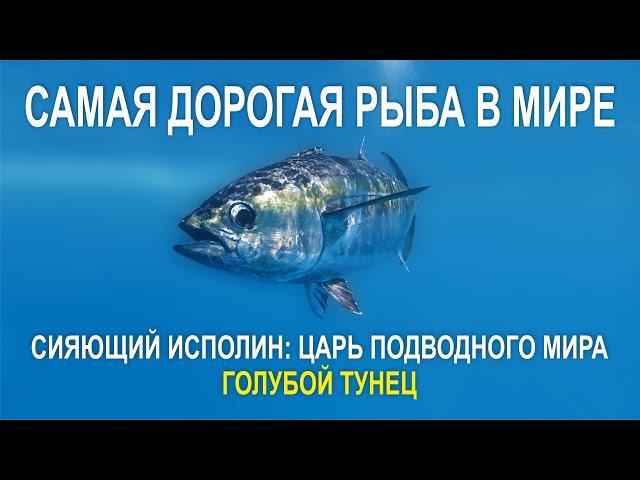 СИЯЮЩИЙ ИСПОЛИН ГОЛУБОЙ ТУНЕЦ ЦАРЬ ПОДВОДНОГО МИРА, САМАЯ ДОРОГАЯ РЫБА В МИРЕ