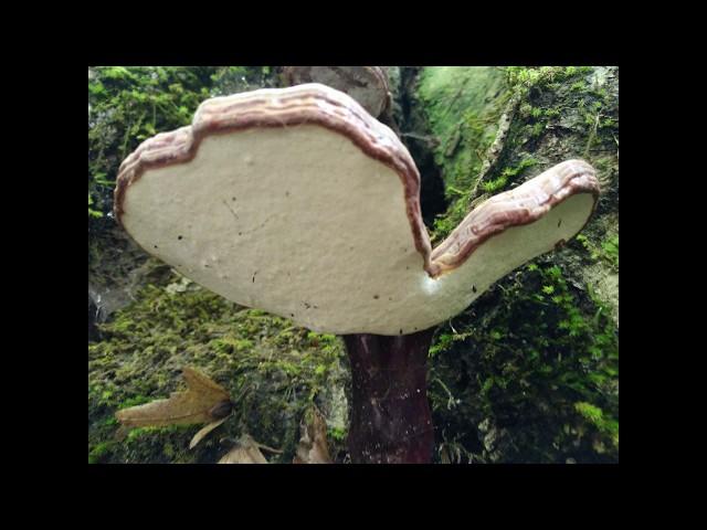 #Antitumor #mushroom # Reishi,  #trutovik #varnished, #Ganoderma 2018_09_24