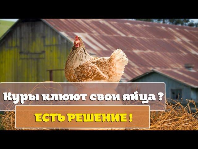 Почему куры клюют свои яйца - как с этим бороться ?