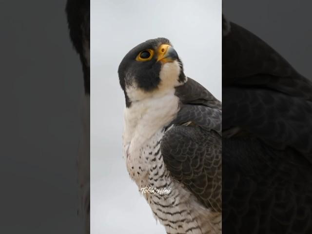 The guardian of the Kingdom.Male Peregrine Falcon...#peregrinefalcon #falcon #birdsofprey