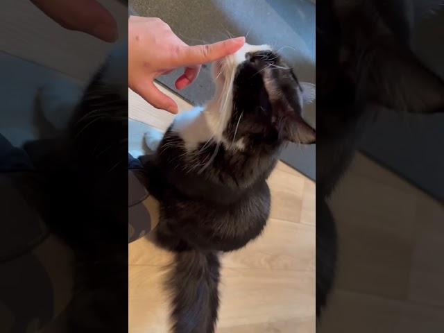 What happens if you put your finger in your cats nose #lovecatsforever #viralshorts  #viral