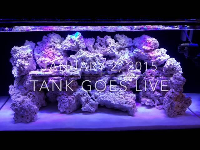 120g SCA Reef Tank - SC aquariums - One year update