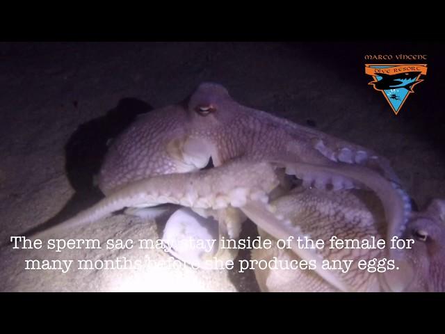 octopus mating