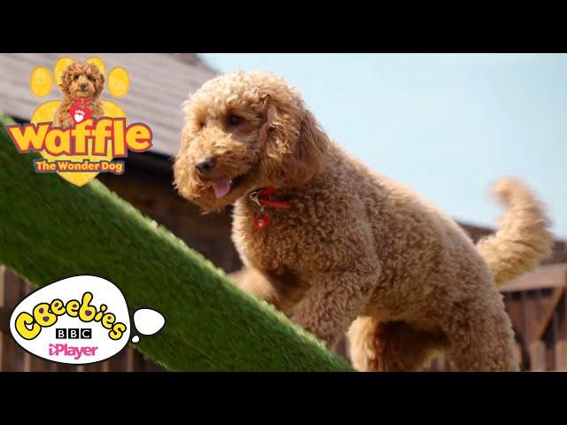 Waffle the Wonder Dog at the Playground | CBeebies