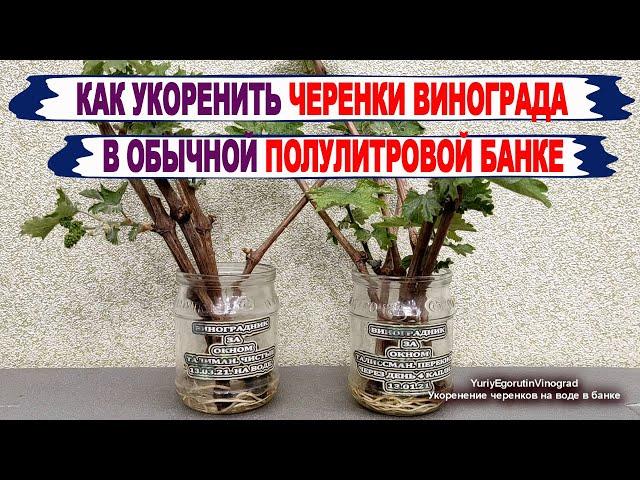  Как укоренить ЧЕРЕНКИ ВИНОГРАДА в обычной банке с водой. Что нужно обязательно сделать для ЭТОГО.