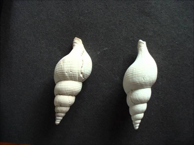 Fieldwalking Finds.wmv