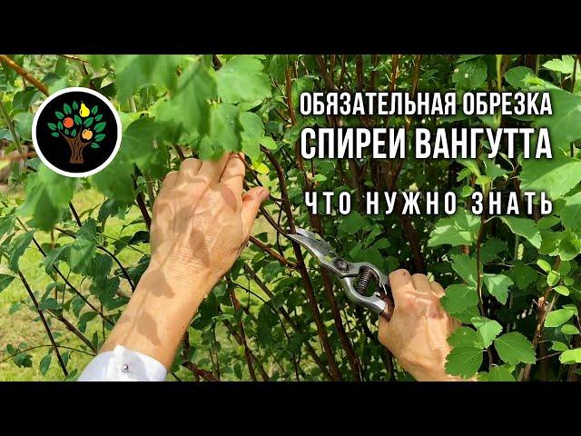 Обязательная обрезка спиреи Вангутта: что нужно знать