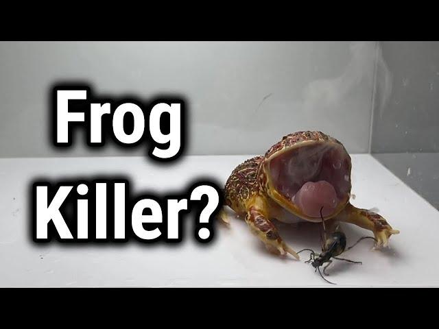 Pacman frog vs Epomis and Bombardier Beetle (LIVE FEEDING WARNING)