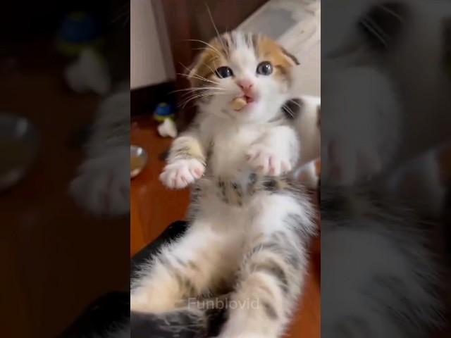 funny cats #comedy #cute #funny #shorts #viralcat #cat #pets #animals