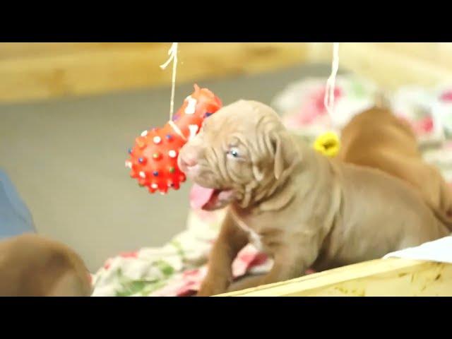 щенки питбуля (помет "M") 30 дней. pit bull puppies (litter "M") 30 days old.