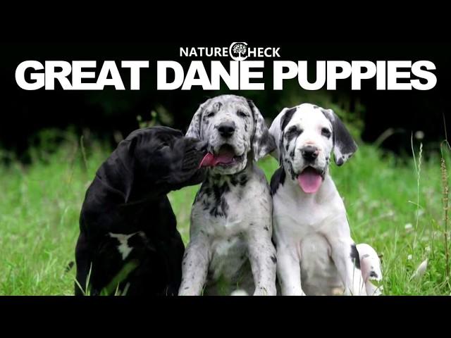 Great Dane Puppies Compilation