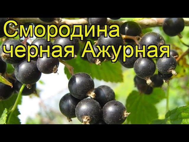 Смородина черная Ажурная. Краткий обзор, описание характеристик ribes nigrum Azhurnaia