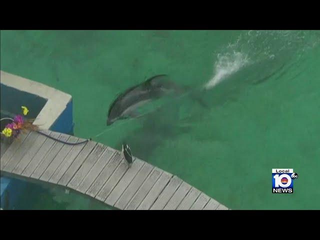 Activists hope Lolita’s death leads to release of Miami Seaquarium’s dolphin