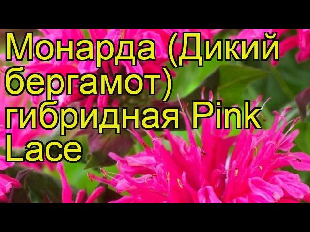 Монарда гибридная Пинк Лэйс. Краткий обзор, описание характеристик мonarda hybrida Pink Lace