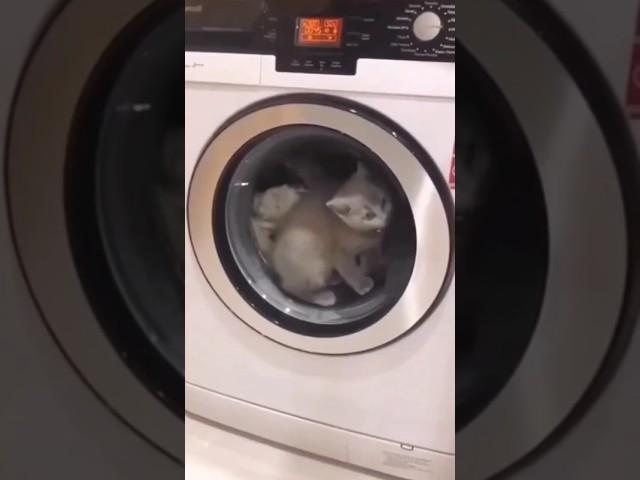 Котенок застрял в стиральной машине.