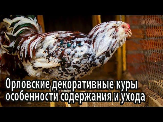 Орловские декоративные куры содержание и уход