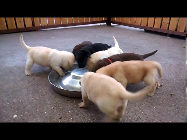 Labrador Welpen.Labrador Puppies